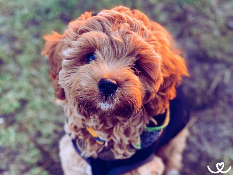 Psi-plemeno-cavapoo (2)